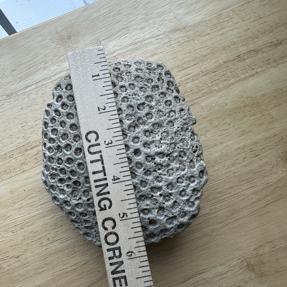 Fossil Coral Colony Specimen 5.5" Detailed Tarrant County Texas Creek Find 42 oz - Picture 10 of 11
